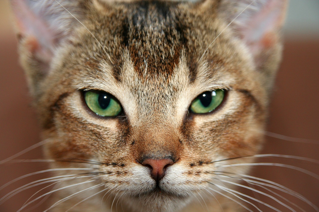 The Playful Spirit of the Abyssinian Cat